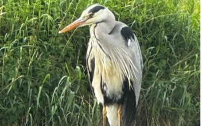 Gast in eigen tuin